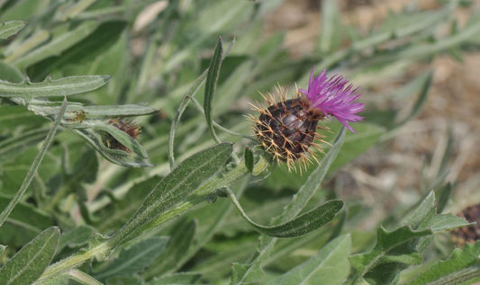 CENTAUREA